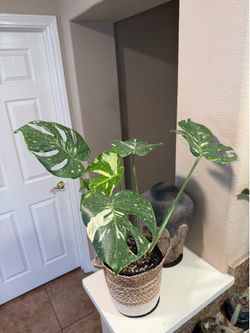 Live Monstera Thai Constellation Plant with Wicker Pot (Please read full description)