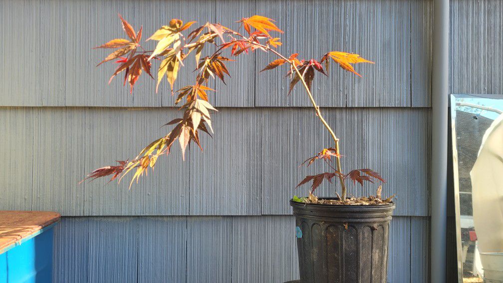 Japanese Maple Seedling 