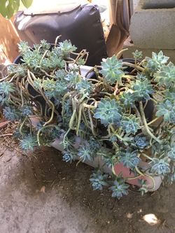 All plants in the pots