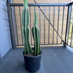 Cactus - Cereus repandus