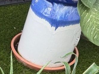 Plant in blue white ceramic pot