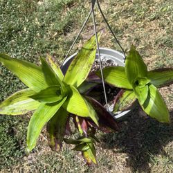 , Callisia Fragrans,