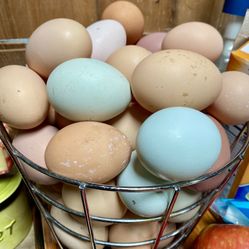 Chicken Eggs