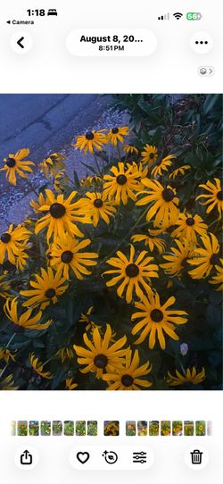 Black eyed Susan plants in pot ready to bloom this summer