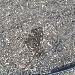 MULCH  FREEEE