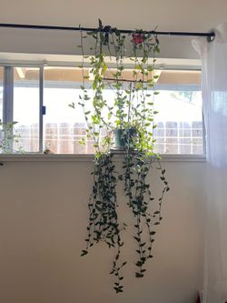 Trailing plant💚
