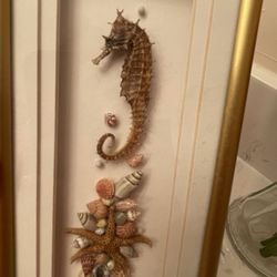 Framed Seahorse , Star Fish And Shells. Gold Frame