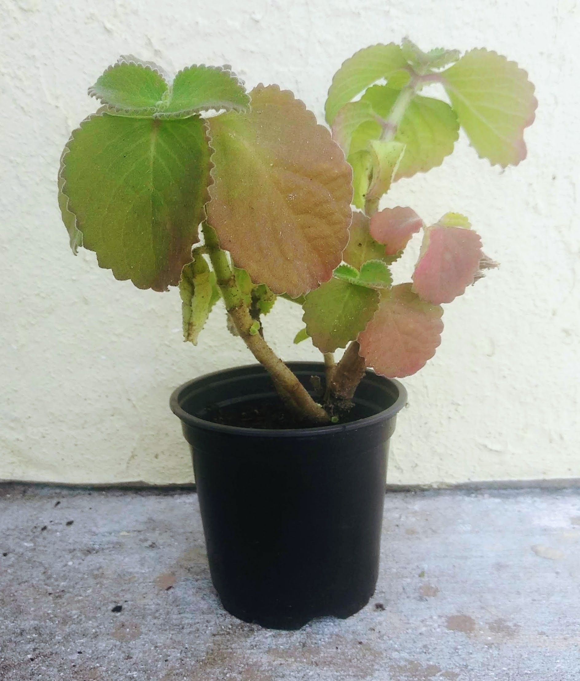 Cuban Oregano Succulent Herbal Potted Plant