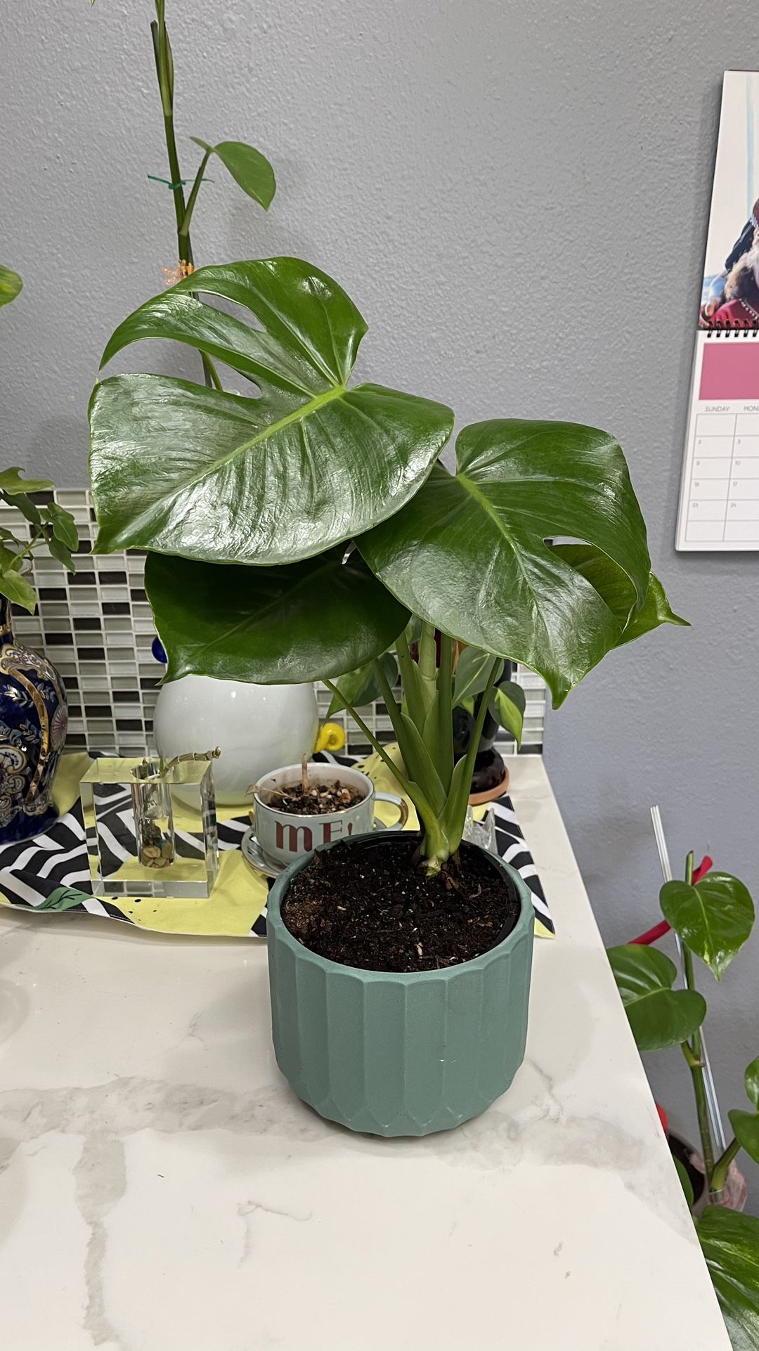 Monstera Deliciosa Plants, 6 Inches Pot With Ceramic Planter