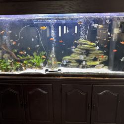 180 Gallon Fish Tank