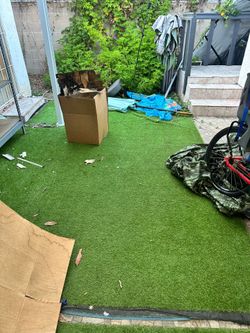 Turf grass