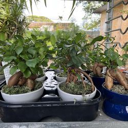 Bonsai In Ceramic Pot . SPECIAL PRICE 🤩