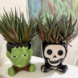 ♥️GORGEOUS Haworthia Succulents👉COMES AS SHOWN IN THE PICTURES 