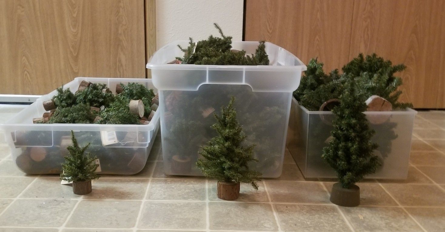 Undecorated mini Christmas trees