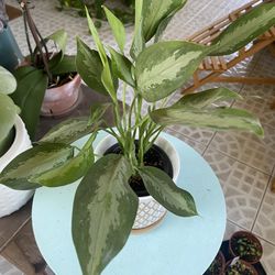 Chinese Evergreen Plant in Ceramic Pot