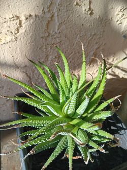 Zebra plant.