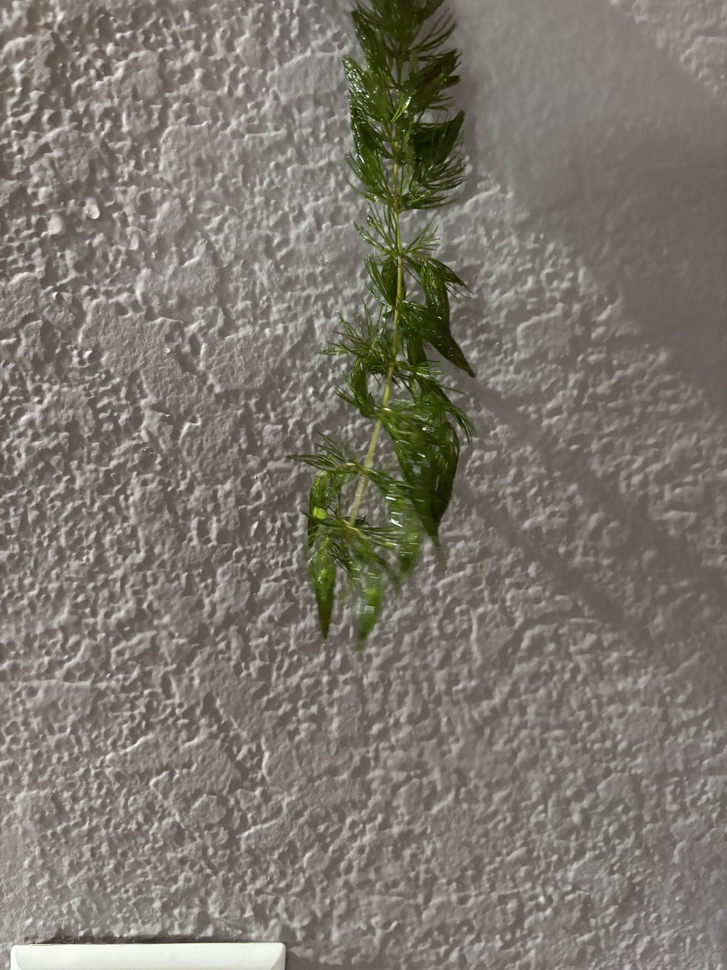 Floater Aquarium Plant