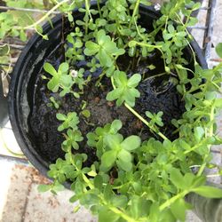 Bitter Herb Rau Đắng 4$ Pot