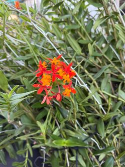 Five-star Orchid