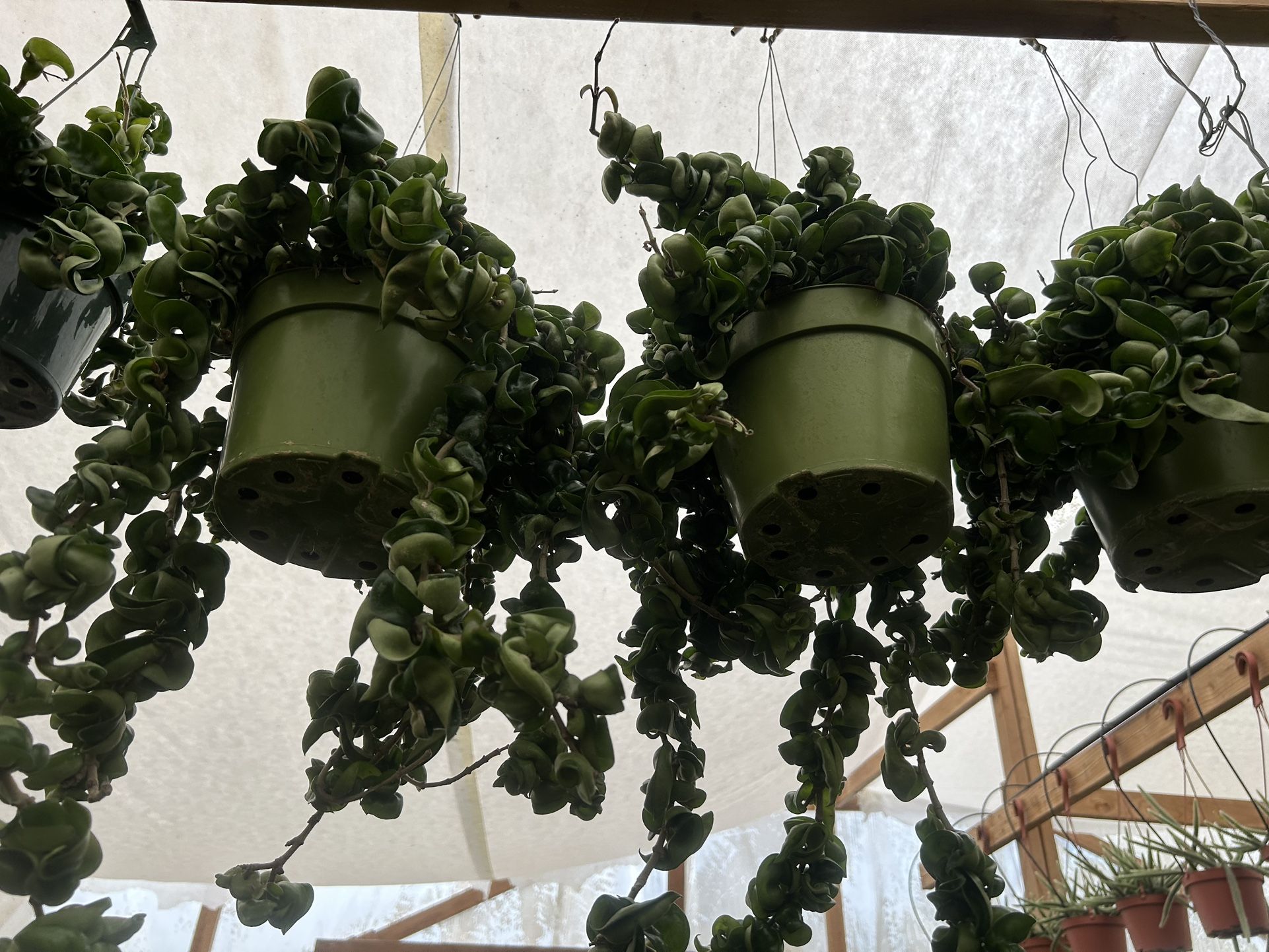 Hoya Hindu Rope Long And Full