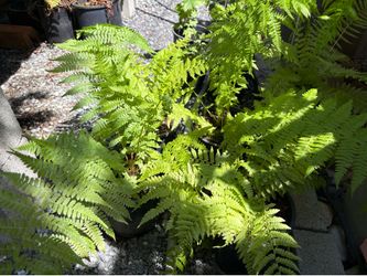 Lady ferns /one gallon /priced per pot/ minimal purchase $10