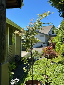 Ilarian Japanese maple