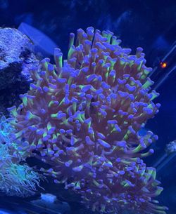 Coral Decoration Purple Hammer Coral