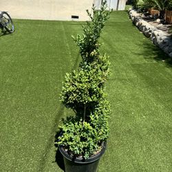 Boxwood Spiral Tree