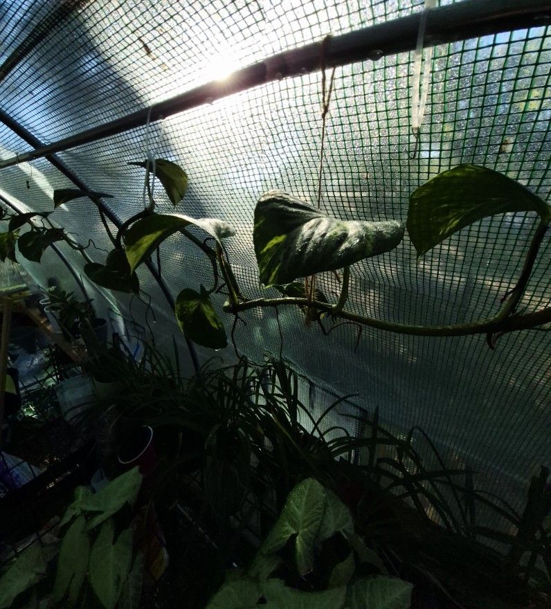 Hawaiian golden Pothos Over 12' Long