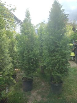 Emerald Green Trees