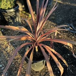 Cordyline