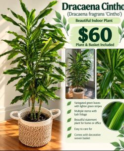 Dracaena  Indoor Plant with Basket