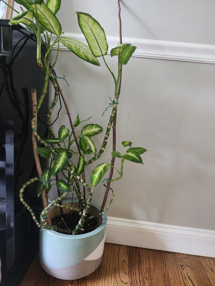 Real Big Plant In Modern Ceramic Pot