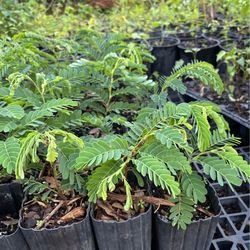 NZ farm invites you summer vegetables, fruits and jasmine plants