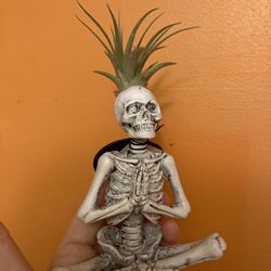 Brand new lotus namaste skeleton air plant 