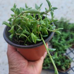 string of dolphin succulent 