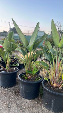 Giant birds of paradise