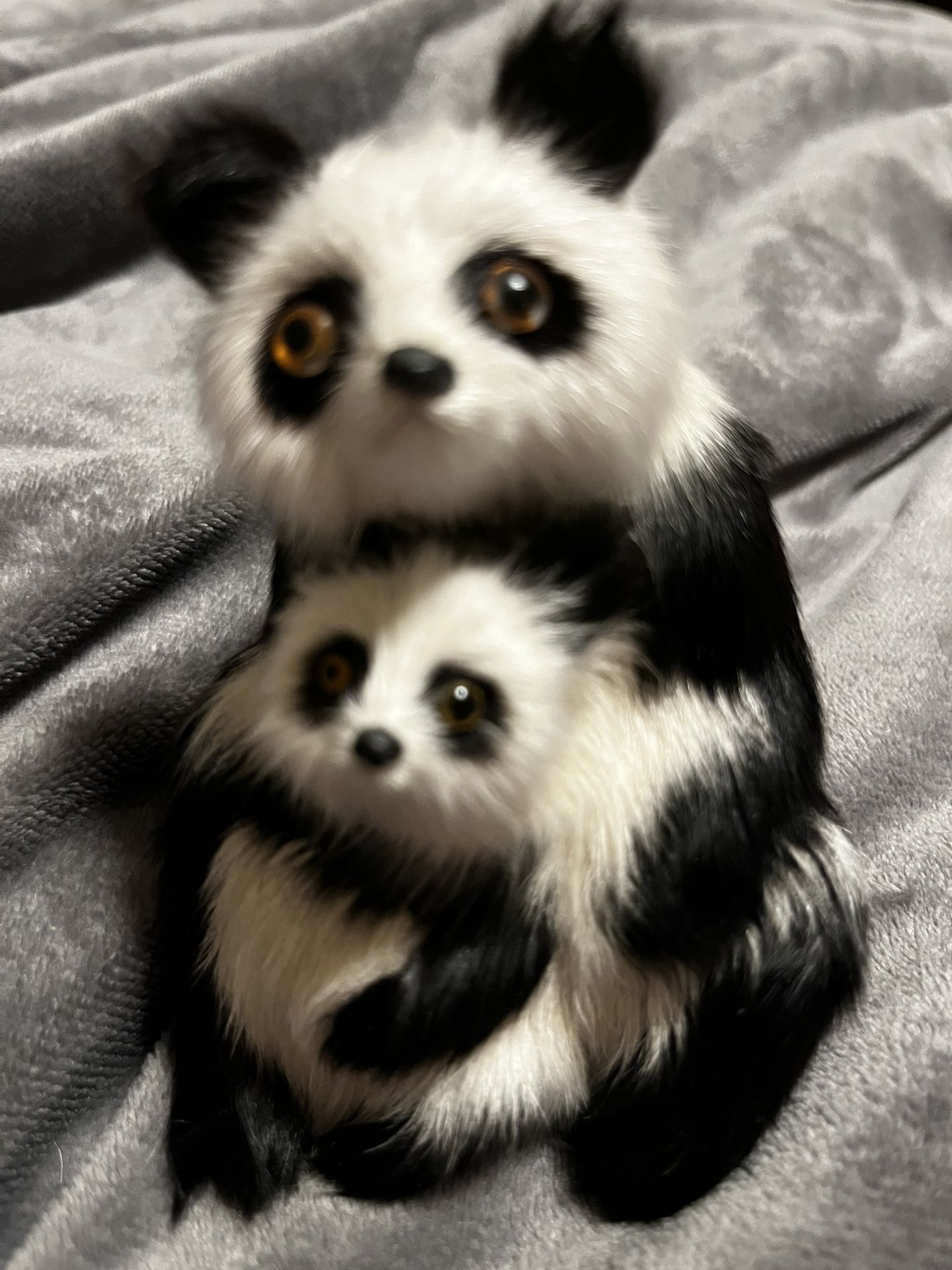 Vintage Panda Pair In  Animal Skin  . Awfully Cute 