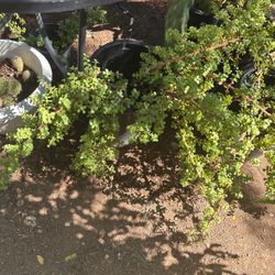 Elephant Food Plant Or Money Plant $30 Each