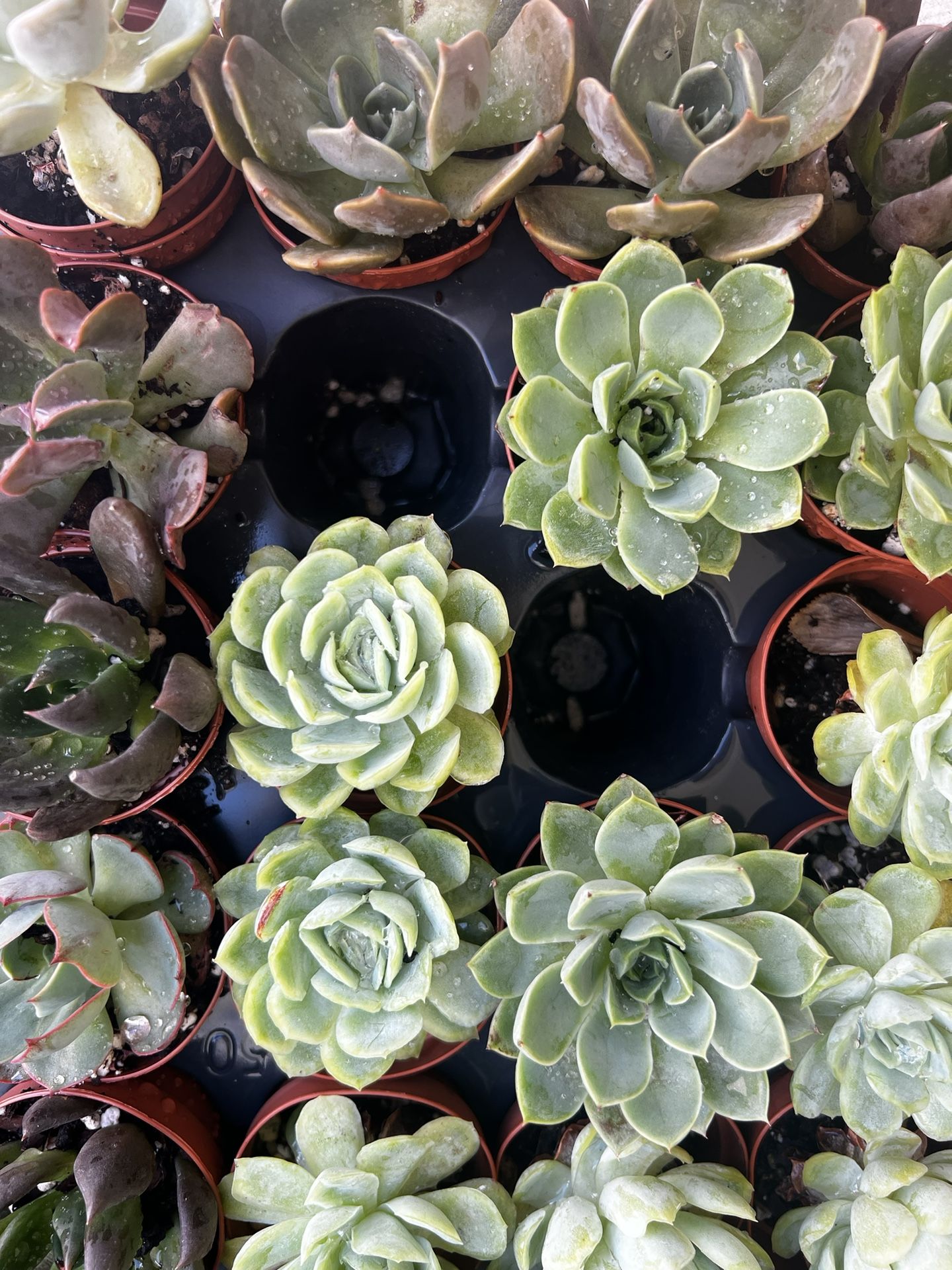2” Succulents