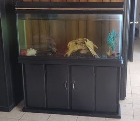 Fish Tank