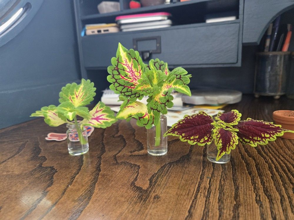 Coleus Babies