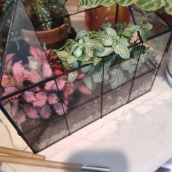  fittonia(nerve plant) terrarium