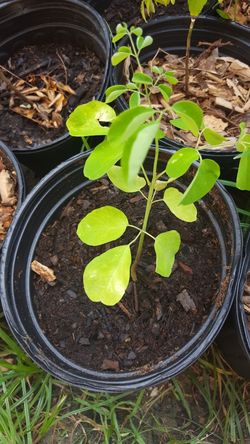 Morianga miracle tree plant