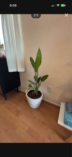 2 ft Birds of Paradise plant w ceramic pot