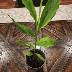 Green Cardamom (Elaichi)  Plant One Ft