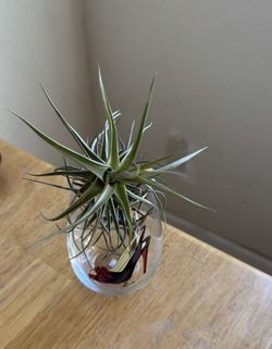 Airplant In Shoe Container 