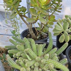 Succulent Plants, Large Variety.