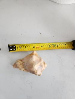 Whelk shell