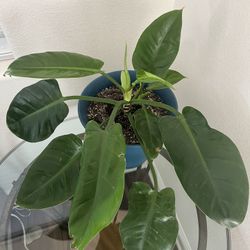 Indoor Plant - Tropical House Plant